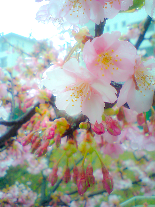 かわず桜.jpg