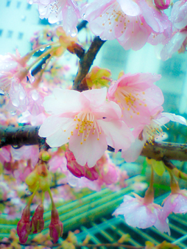 かわず桜2.jpg