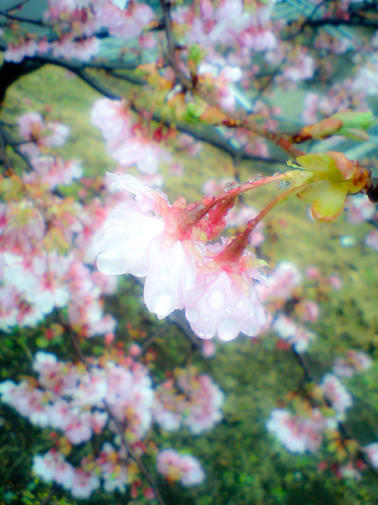 かわず桜3.jpg