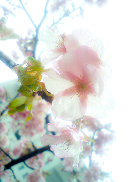 かわず桜4.jpg