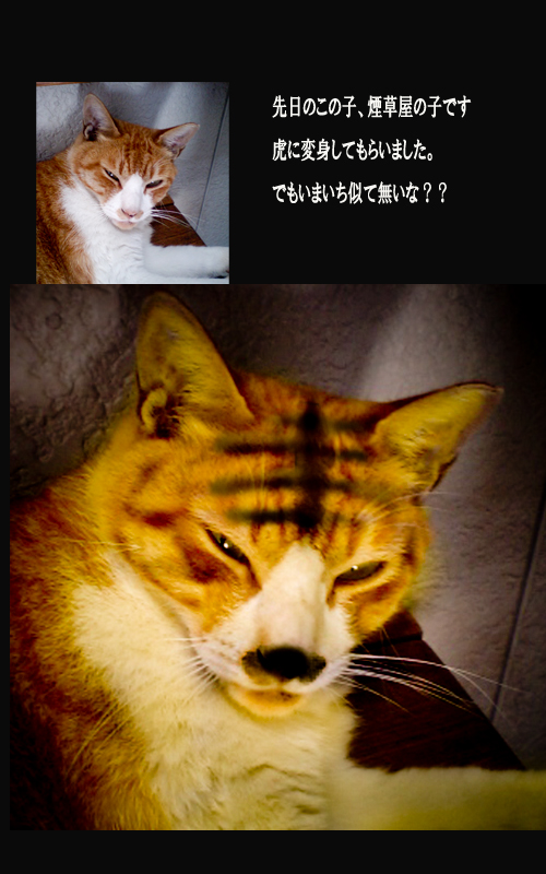 猫から虎.jpg